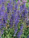 SALVIA CARINA C2 - Muut perennat - 2040422200006 - 1
