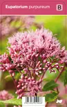 PURPPURAPUNALATVA - Muut perennat - 2098137400006 - 1