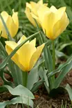 BUHARANTULPPAANI BRIGHT GEM 10 KPL/PSS - Tulppaanin sipulit - 8711148314196 - 1