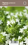 HARMAA-AJURUOHO ALBIFLORUS - Muut perennat - 2034891700006 - 1