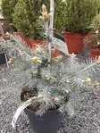HOPEAKUUSI BLUE DIAMOND - Kuuset - 2014113400006 - 1