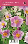 HOPEASYYSVUOKKO ROBUSTISSIMA - Muut perennat - 2034490200006 - 1
