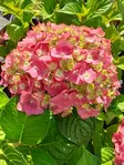 JALOHORTENSIA SUMMER LOVE - Hortensiat - 2021159400006 - 2
