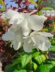 JASMIKE LITTLE WHITE LOVE - Jasmikkeet - 2051452100006 - 1