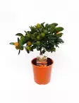 KÄÄPIÖSITRUS CALAMONDIN - Muut viherkasvit - 2055063700006 - 1
