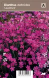 KETONEILIKKA LEUCHFUNK - Muut perennat - 2001918300006 - 1