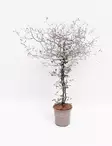 KOROKIA - Muut viherkasvit - 4011261058736 - 1