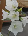 KURJENKELLO ALBA - Kellokukat - 2021008300006 - 1