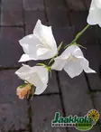 KURJENKELLO ALBA - Kellokukat - 2021008300006 - 2