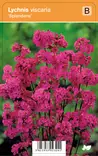 MÄKITERVAKKO SPLENDENS - Muut perennat - 2011069700006 - 1