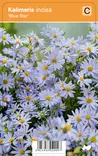 METSÄASTERI BLUE STAR - Muut perennat - 2030200900006 - 1