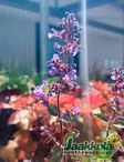 MIRRINMINTTU PURSIAN BLUE - Muut perennat - 2072024300006 - 2