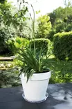 MUOVIALUSTA 14 CM KIRKAS - Aluslautaset - 8711904228606 - 1
