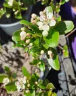 MUSTA-ARONIA REVONTULI MOUND - Muut pensaat - 2034504600006 - 1