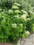 PALLOHORTENSIA - Hortensiat - 2000171300006 - 1