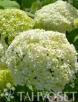 PALLOHORTENSIA STRONG ANNABELLE - Hortensiat - 2010930100006 - 1
