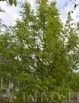 PUNASAARNI - Muut lehtipuut - 2001754100006 - 1
