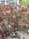 PURPPURAHEISIANGERVO LITTLE JOKER rungollinen - Heisiangervot - 2024989200006 - 2