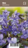 PURPPURAORVOKKI - Muut perennat - 2034920400006 - 1