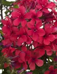 SYYSLEIMU EARLY RED - Leimut - 2003994100006 - 1