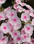 SYYSLEIMU FLAME PRO SOFT PINK - Leimut - 2056265800006 - 1