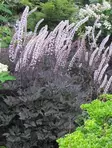 TÄHKÄKIMIKKI PINK SPIKE - Muut perennat - 2071024400006 - 1