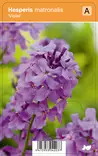TARHAILLAKKO VIOLET - Muut perennat - 2030420300006 - 1
