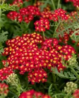 TARHAKÄRSÄMÖ PAPRIKA - Muut perennat - 2030685800006 - 1