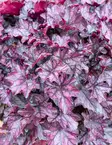 TARHAKEIJUNKUKKA MULBERRY - Keijunkukat - 2002621100006 - 1