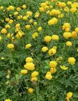 TARHAKULLERO LEMON QUEEN - Muut perennat - 2040666600006 - 1