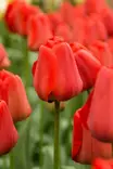 TULPPAANI APELDOORN 6 KPL/PSS - Tulppaanin sipulit - 8711148313786 - 1