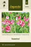 TUOKSUHERNE AMERICA - Muut kesäkukkien siemenet - 7332756289846 - 1