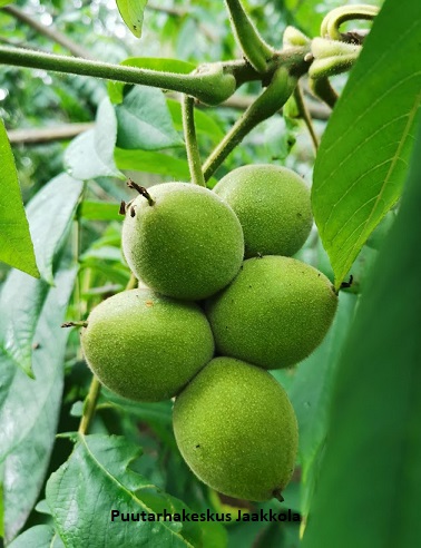 MANTSURIANJALOPÄHKINÄ - Muut lehtipuut - 2002857200006 - 1