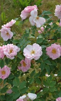 NEIDONRUUSU LUMO - Pensasruusut - 2025805600000 - 1