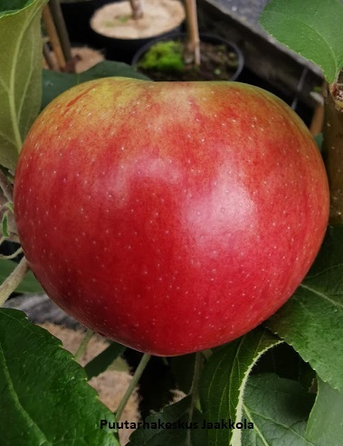 PILARIOMENAPUU ULDIS - Omenapuut - 2003571200006 - 1