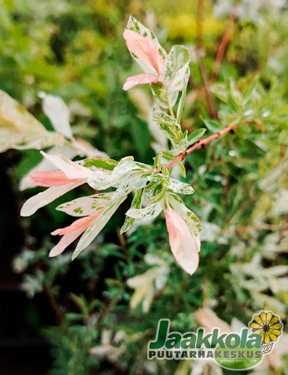 HAKUROPAJU Rungollinen - Muut lehtipuut - 2000180900006 - 1