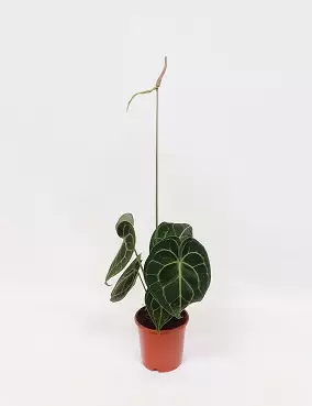 FLAMINGONKUKKA - Vehkat - 2010381100006 - 1