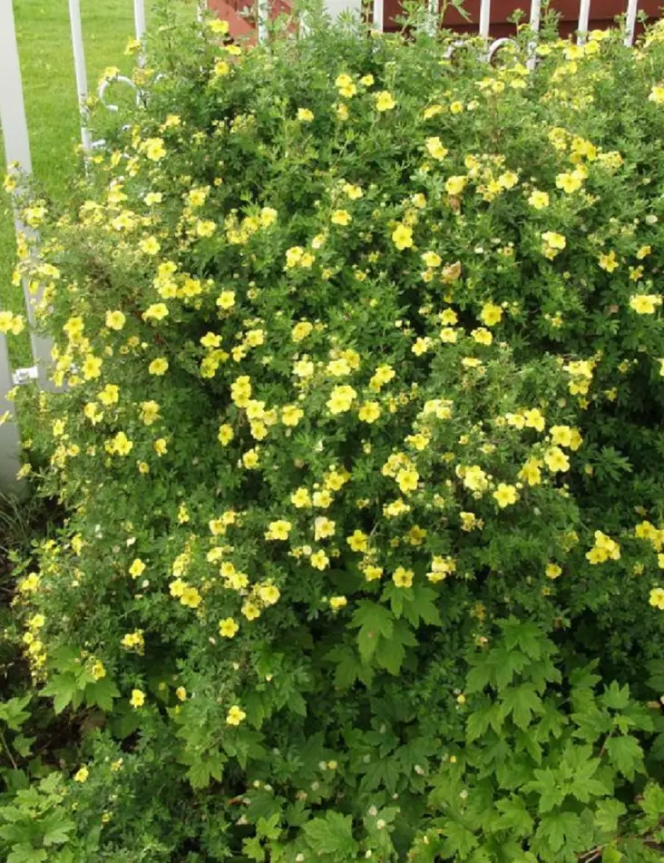 PENSASHANHIKKI TERVOLA 25 kpl / avojuurinen - Hanhikit - 2011160300006 - 1