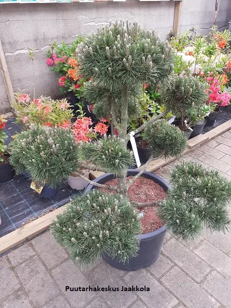 ALPPIMÄNTY BONSAI 60-80 C50 - Männyt - 2020494500006 - 1