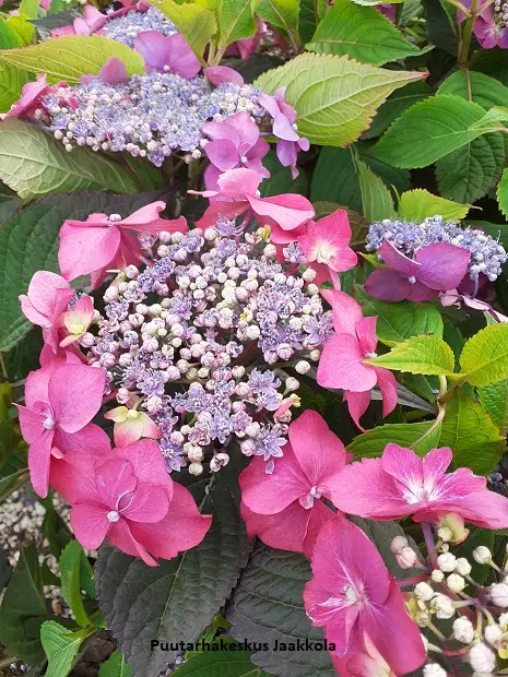 SAFIIRIHORTENSIA BLACKBERRY PIE - Hortensiat - 2039882600006 - 1