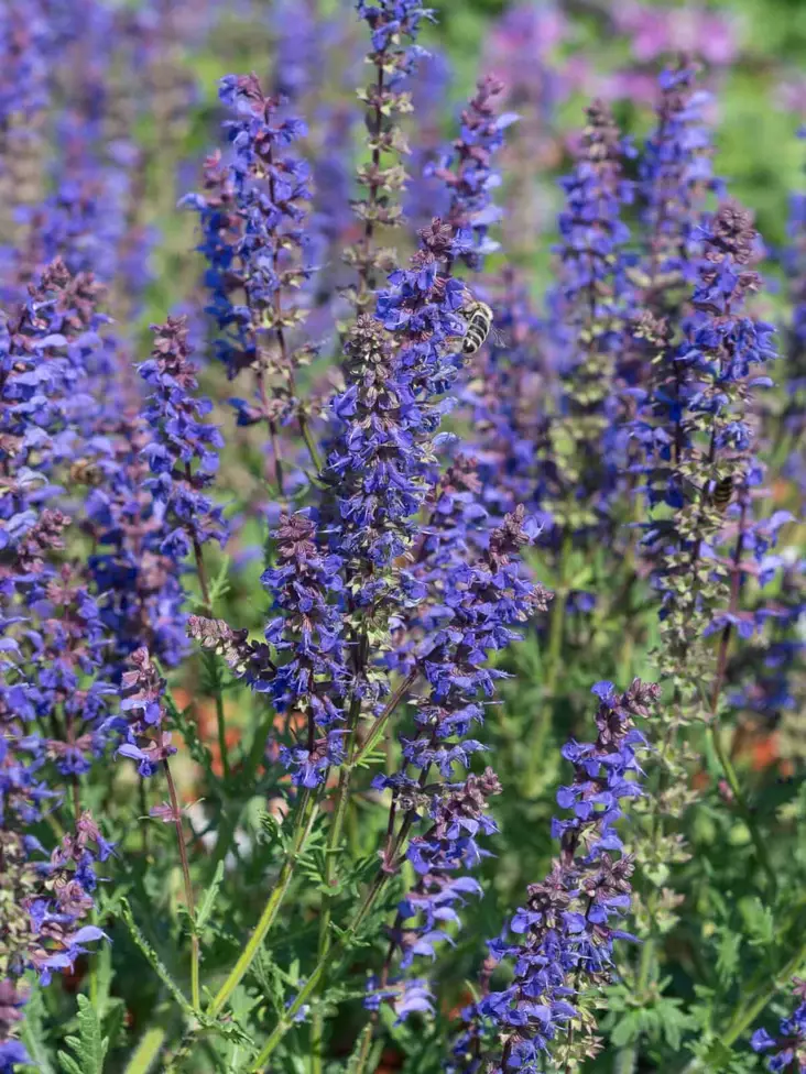 SALVIA CARINA C2 - Muut perennat - 2040422200006 - 1