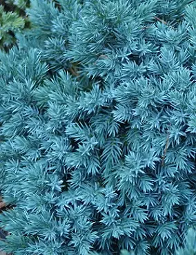 SINIKATAJA BLUE STAR 25-30 C7,5 - Katajat - 2062054700006 - 1