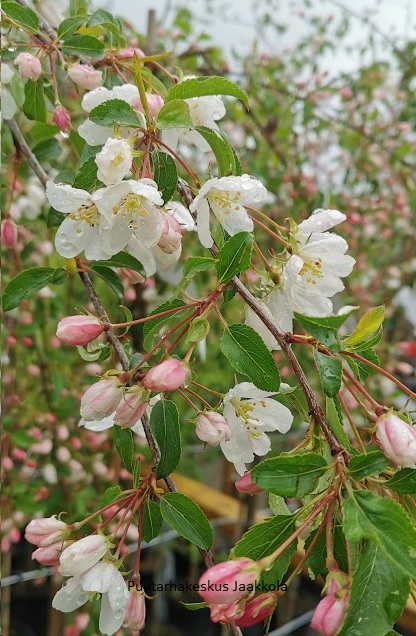 RIIPPAMARJAOMENAPUU - Koristeomenapuut - 2030109600007 - 1