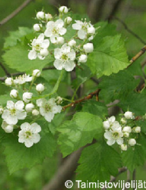 AITAORAPIHLAJA - Muut pensaat - 2022901800006 - 1