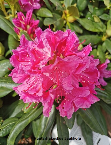 ALPPIRUUSU EINO - Alppiruusut - 2006595900006 - 1