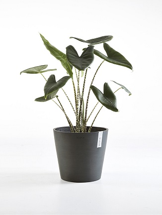 AMSTERDAM RUUKKU TUMMANHARMAA 30 CM - Muoviruukut - 5411942740636 - 1