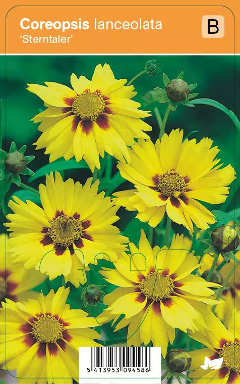 AURINKOKAUNOSILMÄ STERNTALER - Muut perennat - 2009458600006 - 1