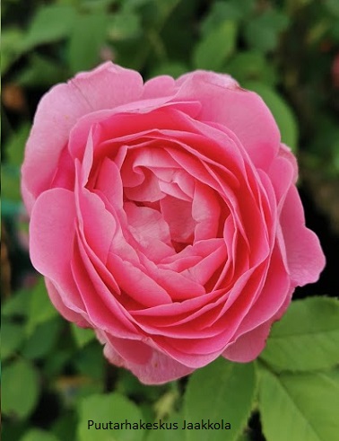 BOURBONRUUSU LOUISE ODIER - Pensasruusut - 2025208500006 - 1