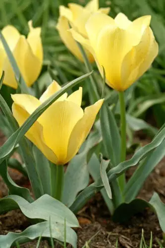 BUHARANTULPPAANI BRIGHT GEM 10 KPL/PSS - Tulppaanin sipulit - 8711148314196 - 1