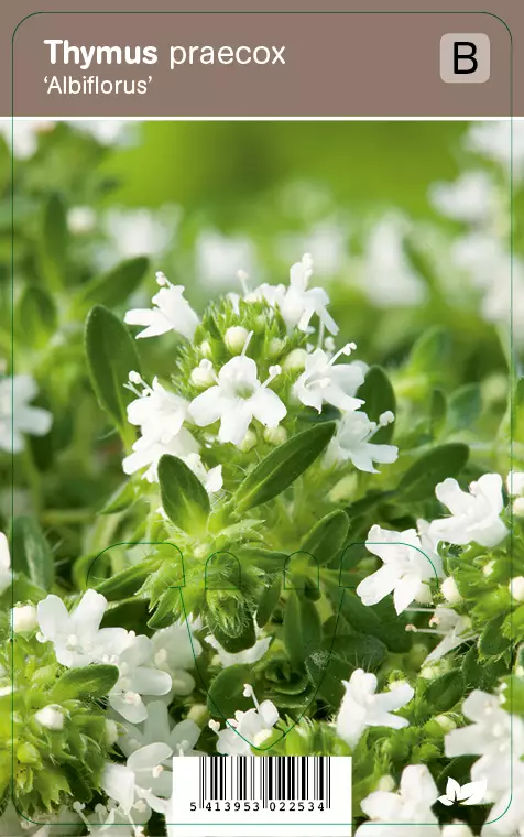 HARMAA-AJURUOHO ALBIFLORUS - Muut perennat - 2034891700006 - 1